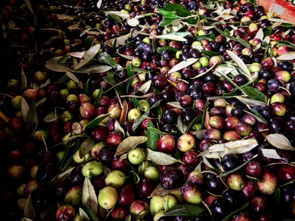Olives fraîchement récoltées