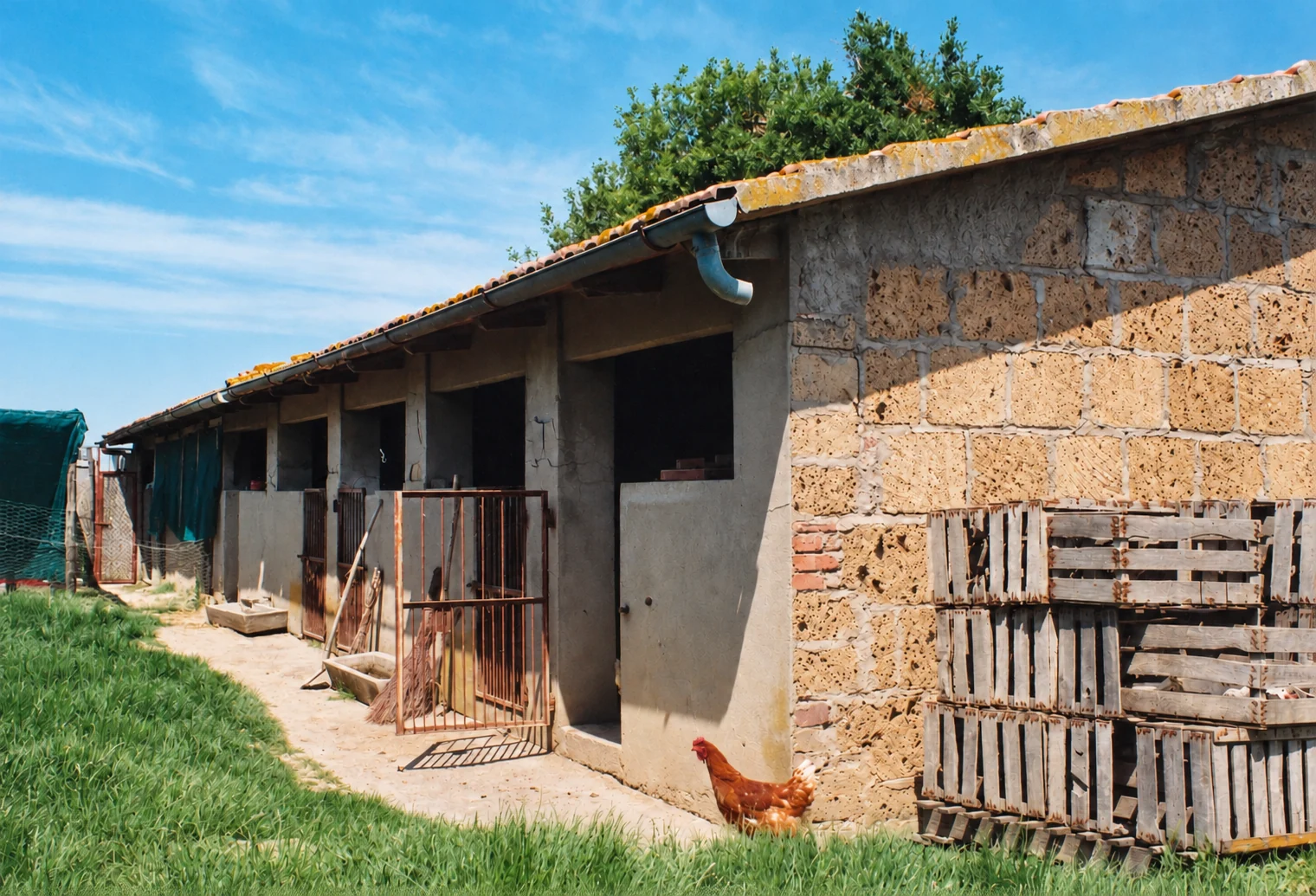 Gli antichi stalletti della Tenuta Badia a Paciano, con muro in blocchi, cassette di legno e una gallina nel cortile