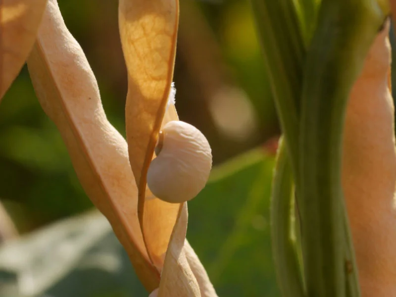 Les légumineuses cultivées par la ferme Bittarelli