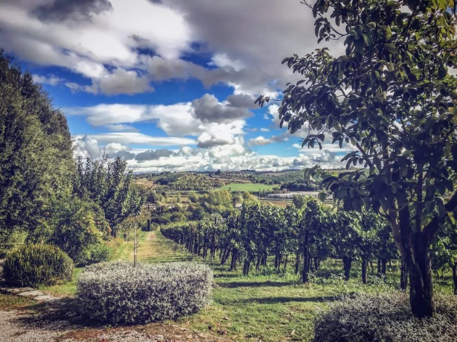 Weinreben und Garten des Weinguts Colle Santa Mustiola in den Hügeln von Chiusi