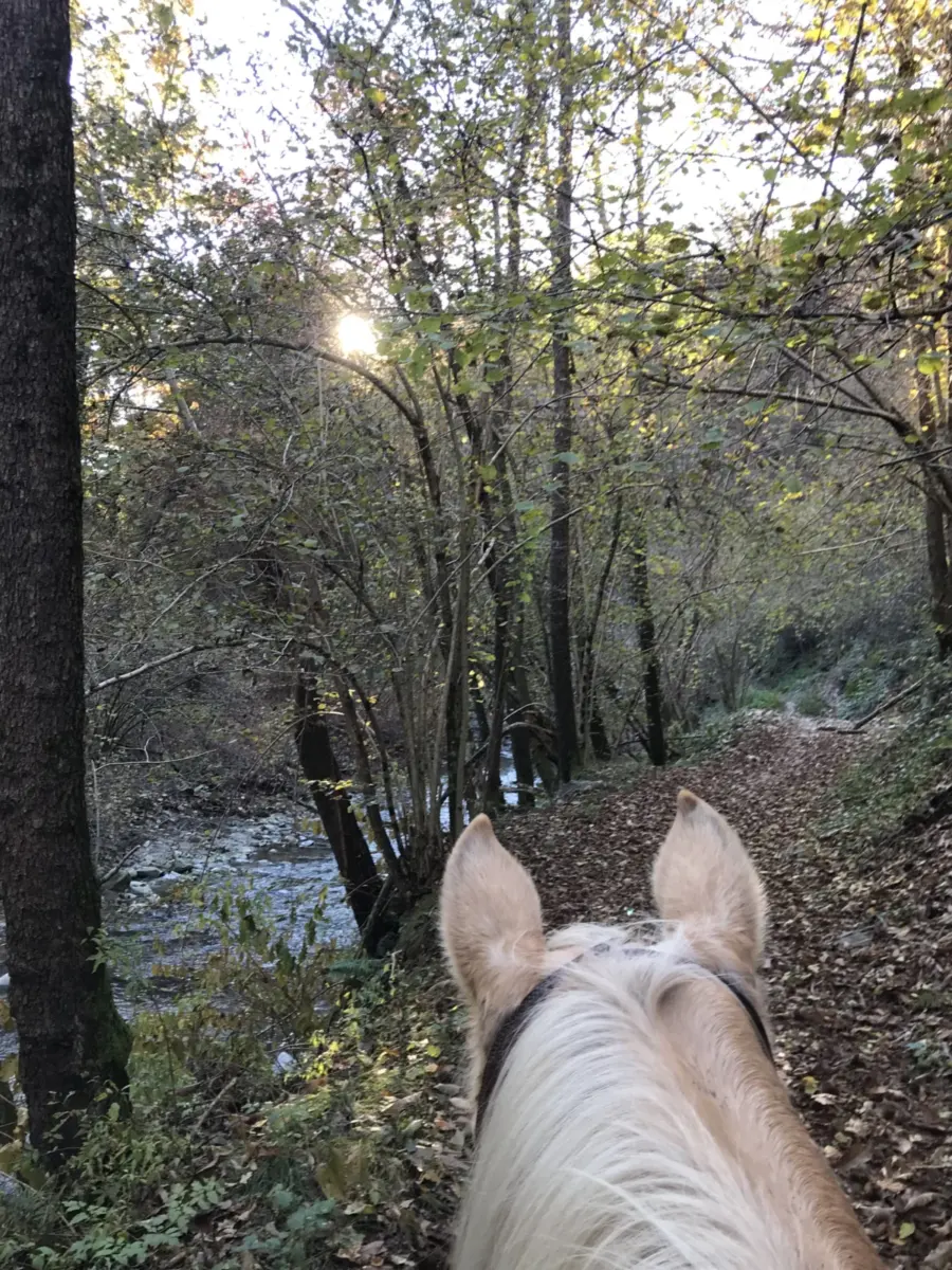 Vista dalla sella di un cavallo lungo un sentiero alberato ad Ameno; foto illustrativa della passeggiata
