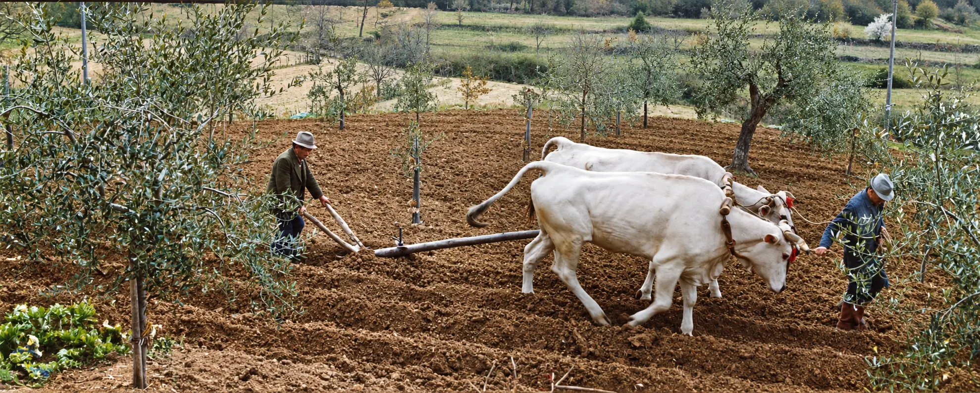 Aratura tradizionale con buoi nell’oliveto della Tenuta Badia