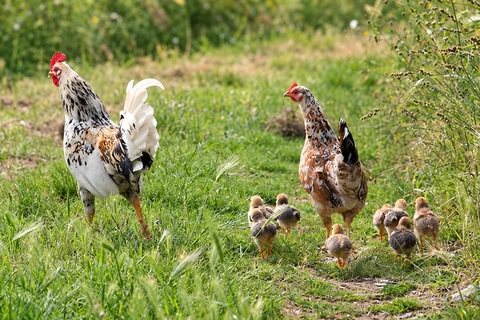 Gallo, gallina e pulcini tra l’erba nella campagna di Tenuta Badia a Paciano.